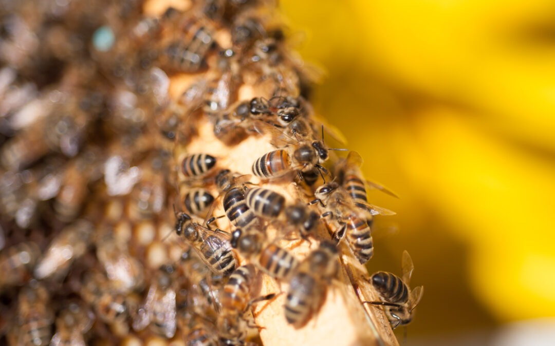 L’ape nella letteratura, da Omero a Virgilio