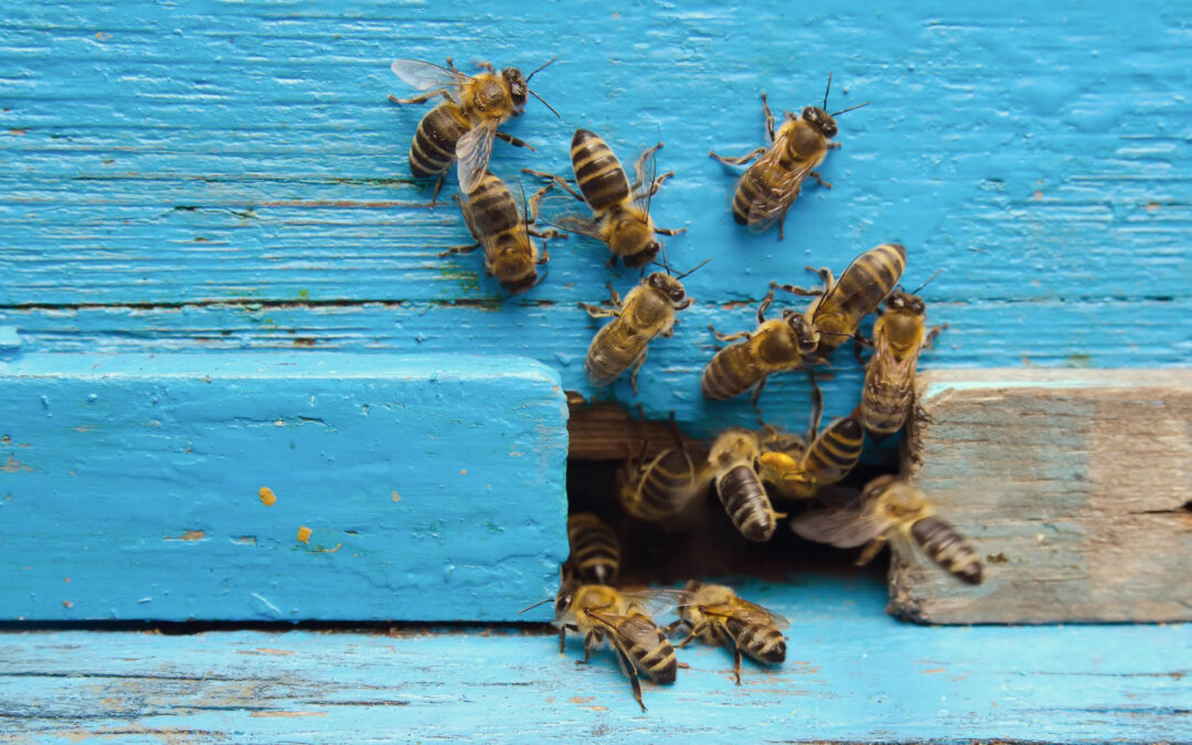 L’ape nella letteratura. Dante, Marx e la superiorità delle api