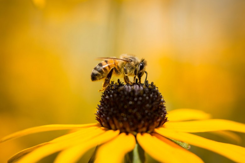 Elettricità e vibrazioni: ecco come i fiori seducono le api