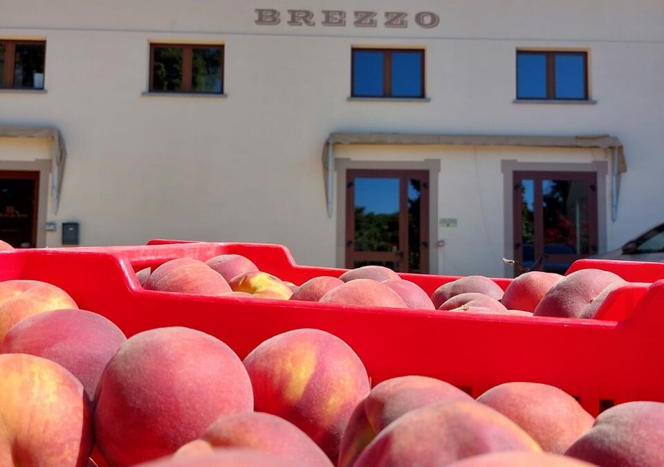 Come nasce un’idea alimentare di qualità?